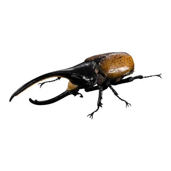 いきもの大図鑑アドバンス カブトムシ04の種類 3